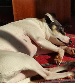 A photo of a chilean terrier. She's sleeping over a red carpeta with the sunlight falling on her